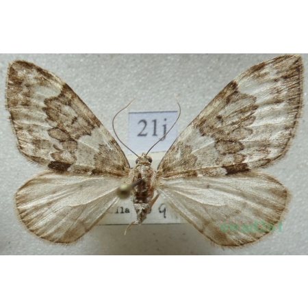 Thera britannica (Turner, 1925) female Paśnik jodłowiec Czech21j